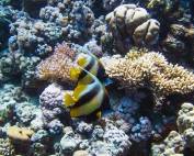 Ägypten, Mangrove Bay