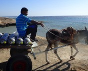 Ägypten, Mangrove Bay