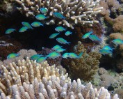 Ägypten, Mangrove Bay